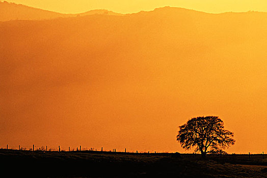 美国,加利福尼亚,州立公园,孤单,橡树,日落,大幅,尺寸