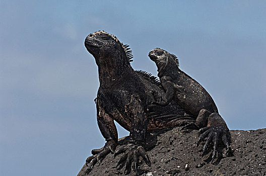 海鬣蜥,成年,幼小,波多黎各,圣克鲁斯岛,加拉帕戈斯群岛,厄瓜多尔