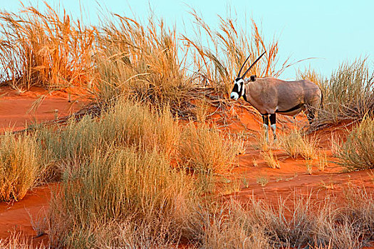纳米比亚,沙漠,非洲,南非大羚羊,长角羚羊,站立,一个,草,沙丘