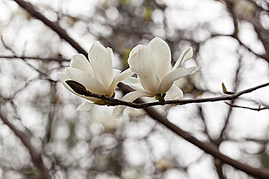 玉兰花,白玉兰,红玉兰,紫玉兰