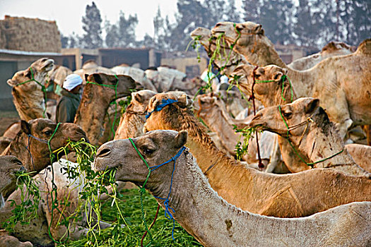 骆驼,市场,开罗,埃及