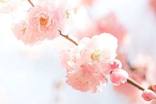 樱花,春季