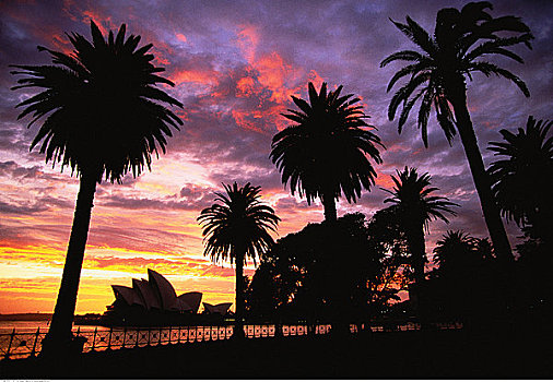 悉尼歌剧院,树,日落,悉尼,新南威尔士,澳大利亚