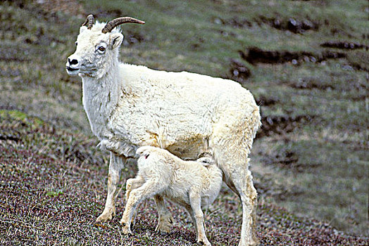 哺乳,母羊,白大角羊,羊羔,德纳里峰国家公园,阿拉斯加,美国