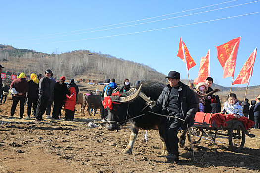 山东省日照市,田间地头闹春牛盼丰收,开启春耕序幕期盼五谷丰登