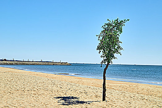 夏天海滩上的树木