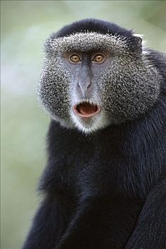 蓝猴,青长尾猴,树林,嘴,目瞪口呆,马赛马拉国家保护区,肯尼亚,非洲