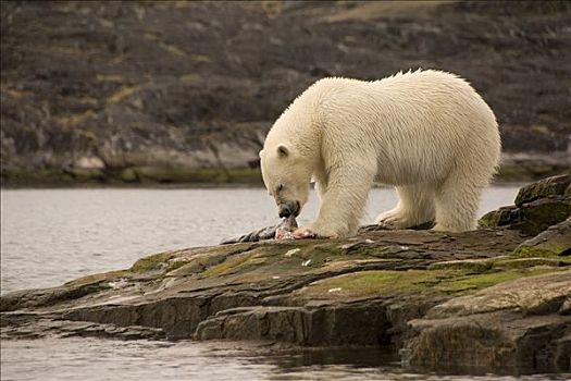北极熊,海豹,畜体,岛屿,拉布拉多犬,加拿大
