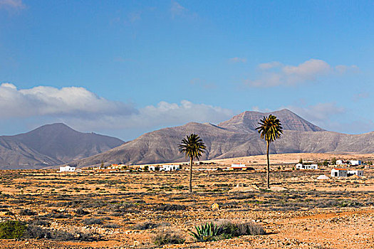 棕榈树,干燥,风景,正面,山,富埃特文图拉岛,加纳利群岛,西班牙