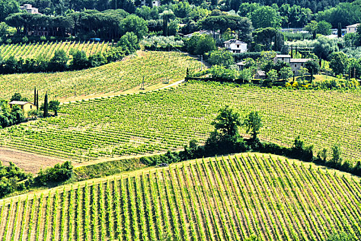 葡萄园,靠近,城市,蒙蒂普尔查诺红葡萄酒,托斯卡纳,意大利