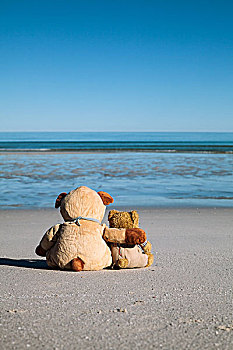 两个,泰迪熊,搂抱,相互,朋友,看,海洋