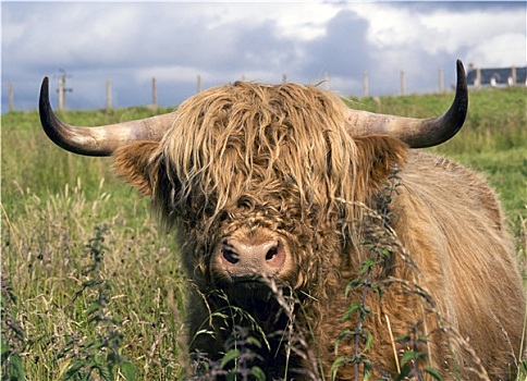 苏格兰,母牛,高地