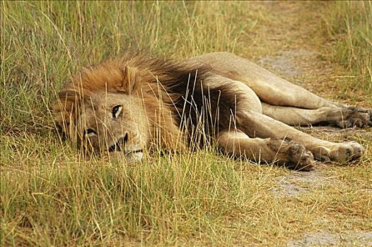 狮子,卧,小路,奥卡万戈三角洲,博茨瓦纳