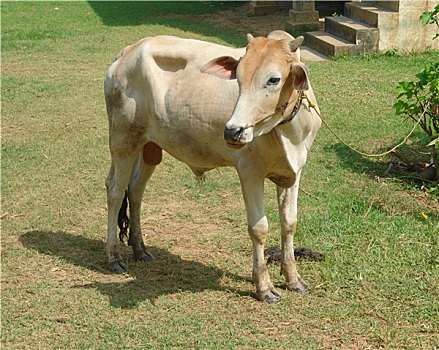 公牛,泰国