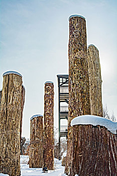 野马古生态园雪景硅化木