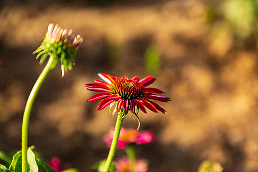 鲜花