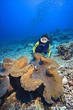 潜水,巨蛤,行凶,国家,水下,海洋公园,布那肯岛,印度尼西亚