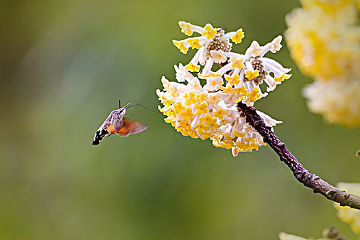 结香花与蜂鸟鹰蛾