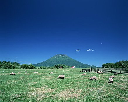 绵羊,牧场,山