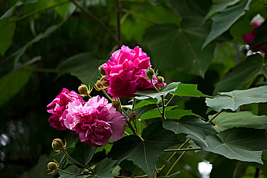 木芙蓉,木莲,芙蓉花