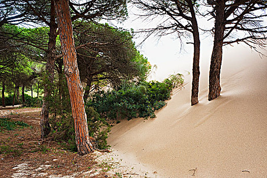 沙子,向上,树干,安达卢西亚,西班牙