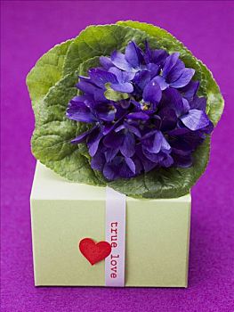 花,紫罗兰,礼物