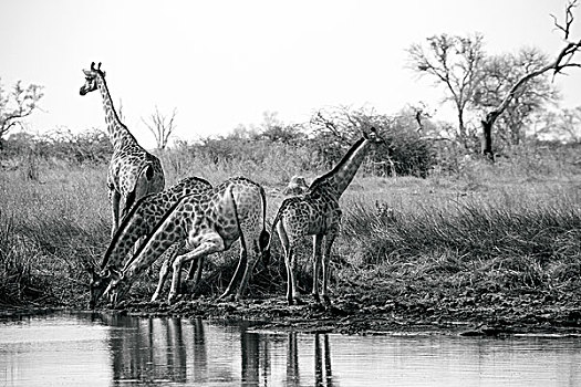 塔,长颈鹿,喝,水边,奥卡万戈三角洲,博茨瓦纳