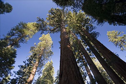 美国,加利福尼亚,优胜美地国家公园,小树林,巨杉