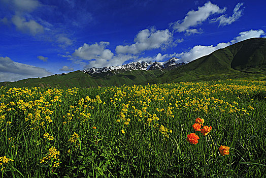 草原花海