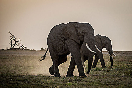东非,肯尼亚,安伯塞利国家公园,大象