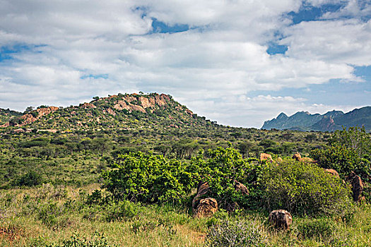 肯尼亚,西察沃国家公园,山,背景