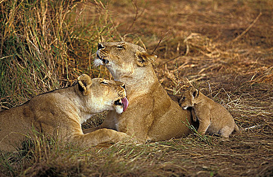 非洲狮,狮子,雌性,修饰,幼兽,肯尼亚
