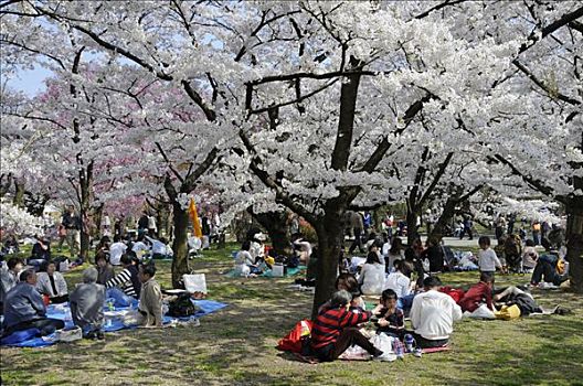 日本人,庆贺,花,樱桃树,植物园,京都,日本,亚洲