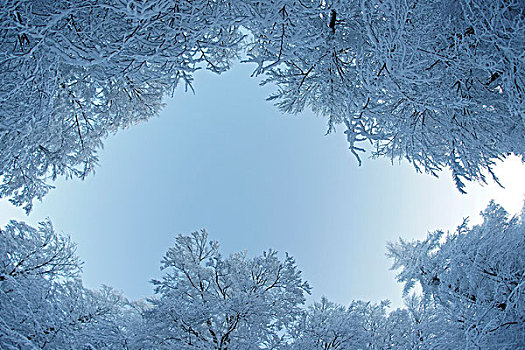 冬日树林,哈尔茨山,德国,欧洲