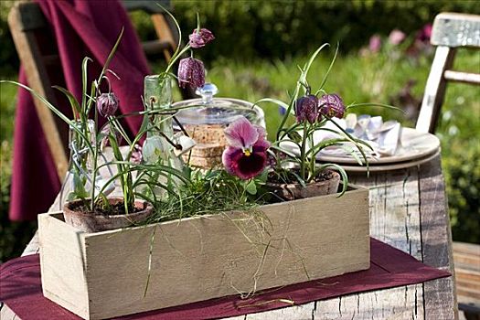 三色堇,贝母属植物,植物,木盒