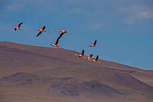玻利维亚乌尤尼盐湖山区红湖火烈鸟