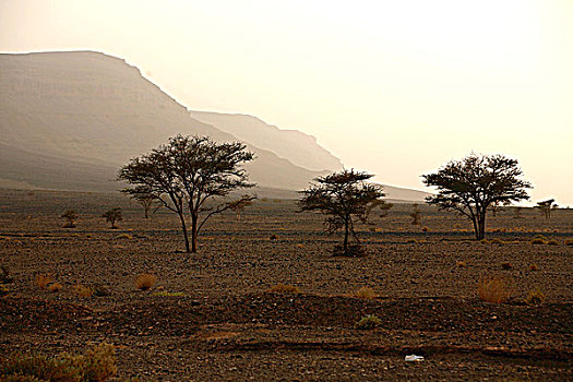 非洲,北非,摩洛哥,德拉河谷,扎古拉棉,区域,风景