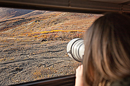 女人,照片,旅游巴士,窗户,棕熊,公路,德纳利国家公园和自然保护区,室内,阿拉斯加,秋天