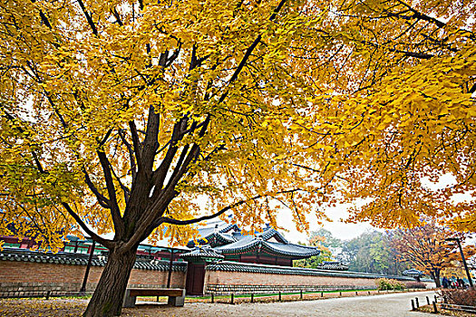 秋天,树,宫殿,背景,景福宫,首尔,韩国