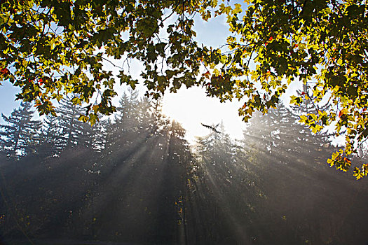 光线,阳光,树,晨雾,波特兰,俄勒冈,美国