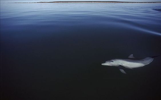 宽吻海豚,澳大利亚