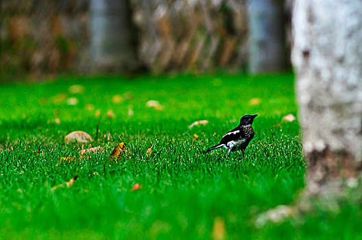 草坪上的一只鸟