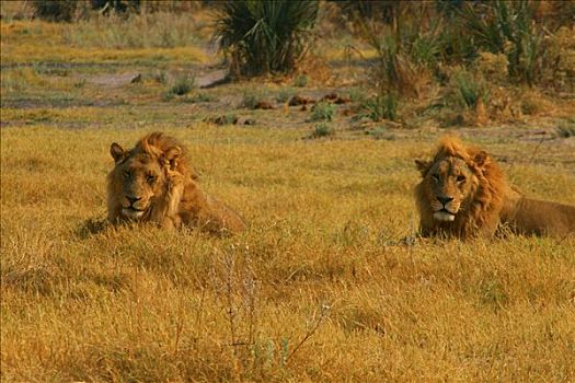两个,狮子,坐,树林,奥卡万戈三角洲,博茨瓦纳