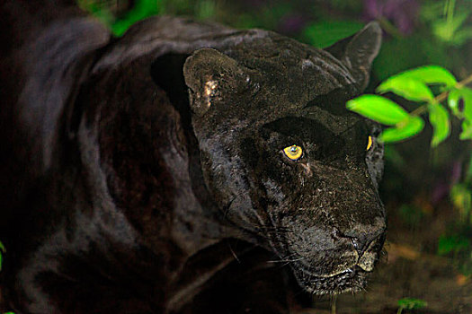 黑色,美洲虎,美洲豹,伯利兹动物园,靠近,伯利兹城,伯利兹,中美洲