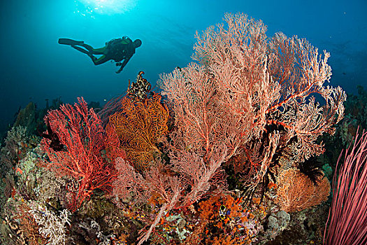 柳珊瑚目海扇,礁石,四王群岛,西巴布亚,印度尼西亚