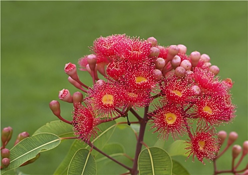 红花,桉树,夏天,红色,澳大利亚