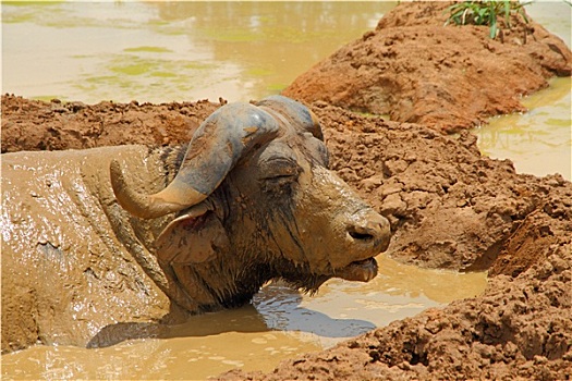 泥,遮盖,南非水牛