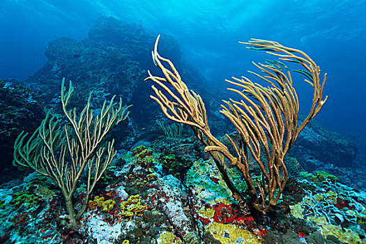 高耸,珊瑚,礁石,巨大,海洋,杆,小,多巴哥岛,斯佩塞德,特立尼达和多巴哥,小安的列斯群岛,加勒比海