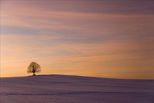 孤树,日落,上巴伐利亚,德国