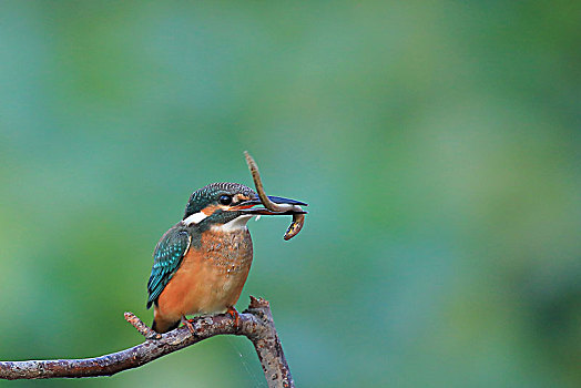 翠鸟捕食泥鳅